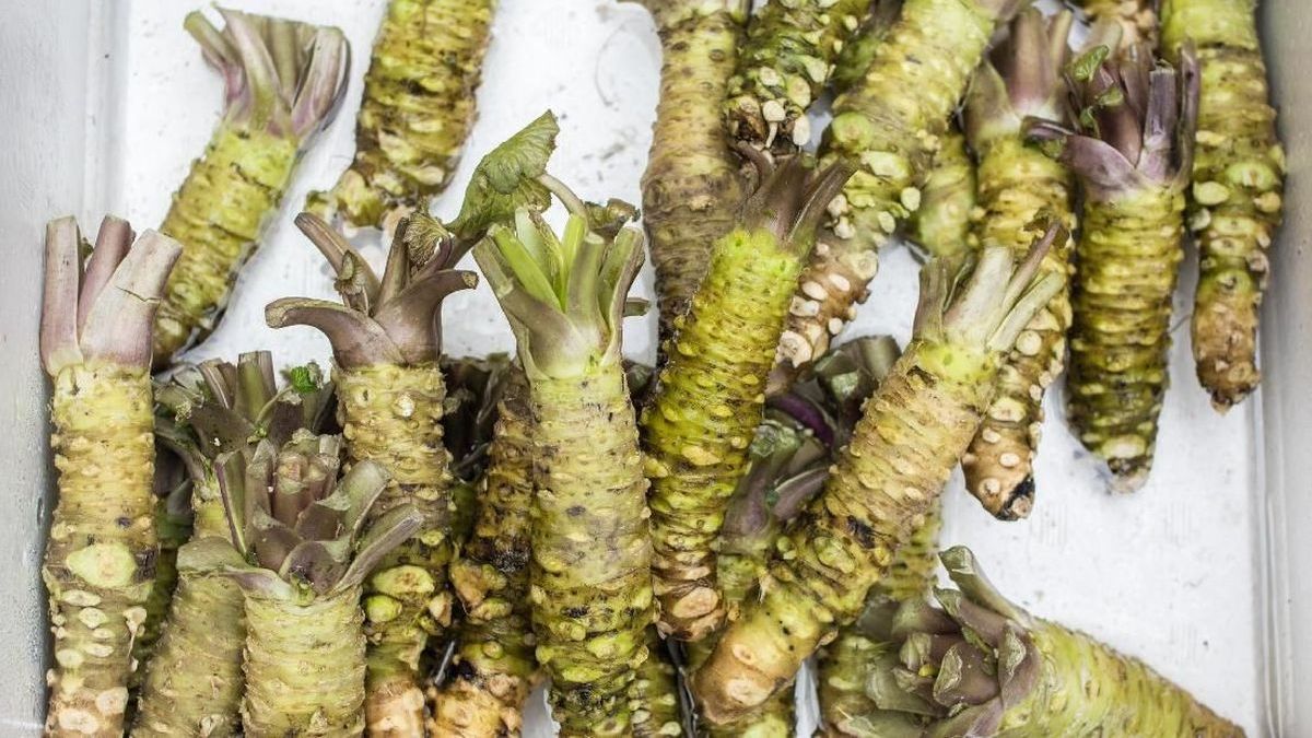 Brotowali Si Pahit Dengan Berjuta Manfaat