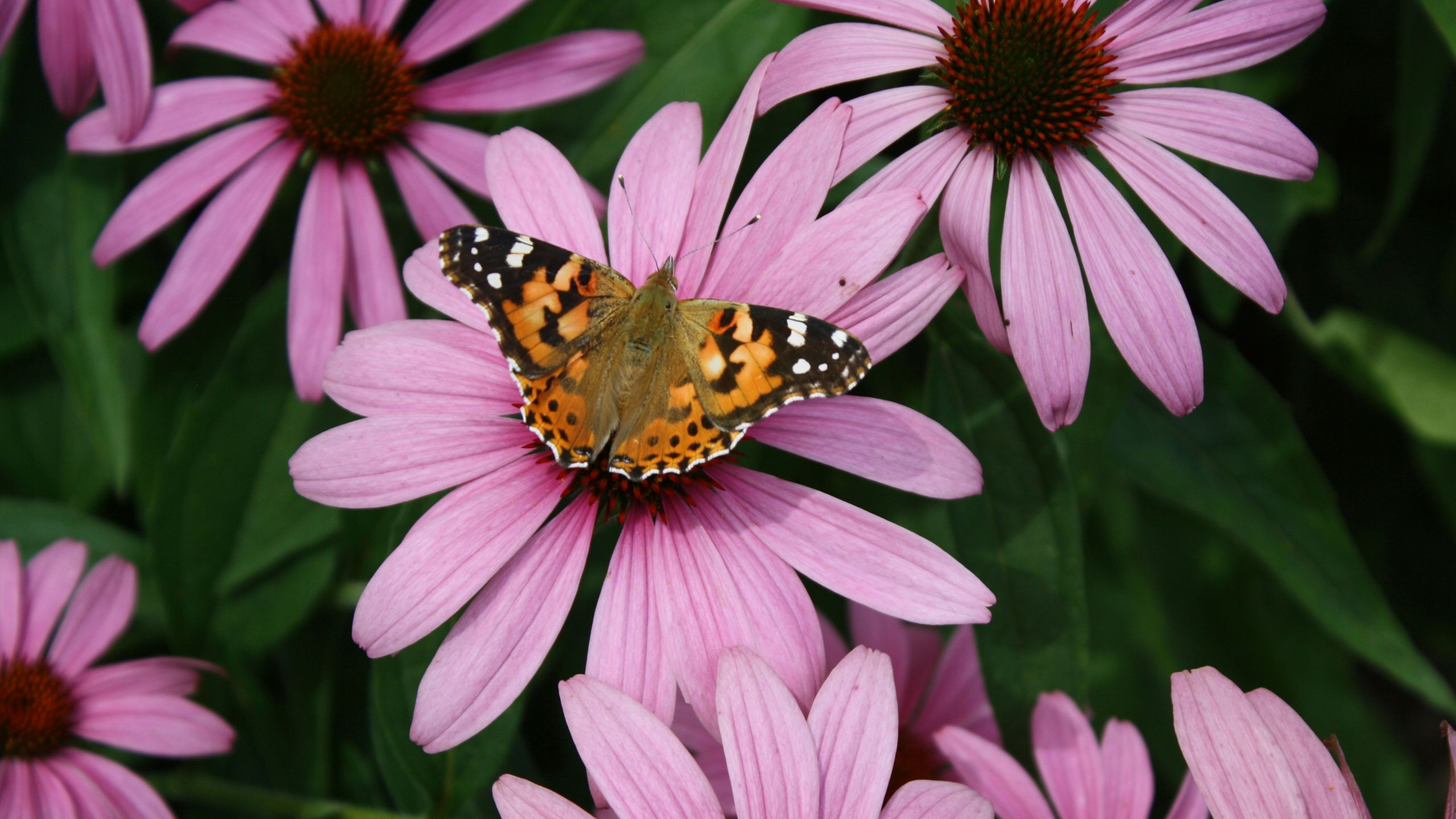 Echinacea Meningkatkan Daya Tahan Tubuh Saat Musim Pancaroba