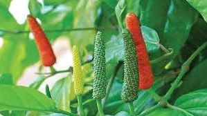 Cabai Jawa Untuk Memperkuat Kejantanan Pria