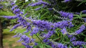 Herbal Untuk Mengatasi Gejala PMS