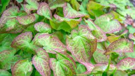  Manfaat Epimedium Sebagai Herbal Stamina