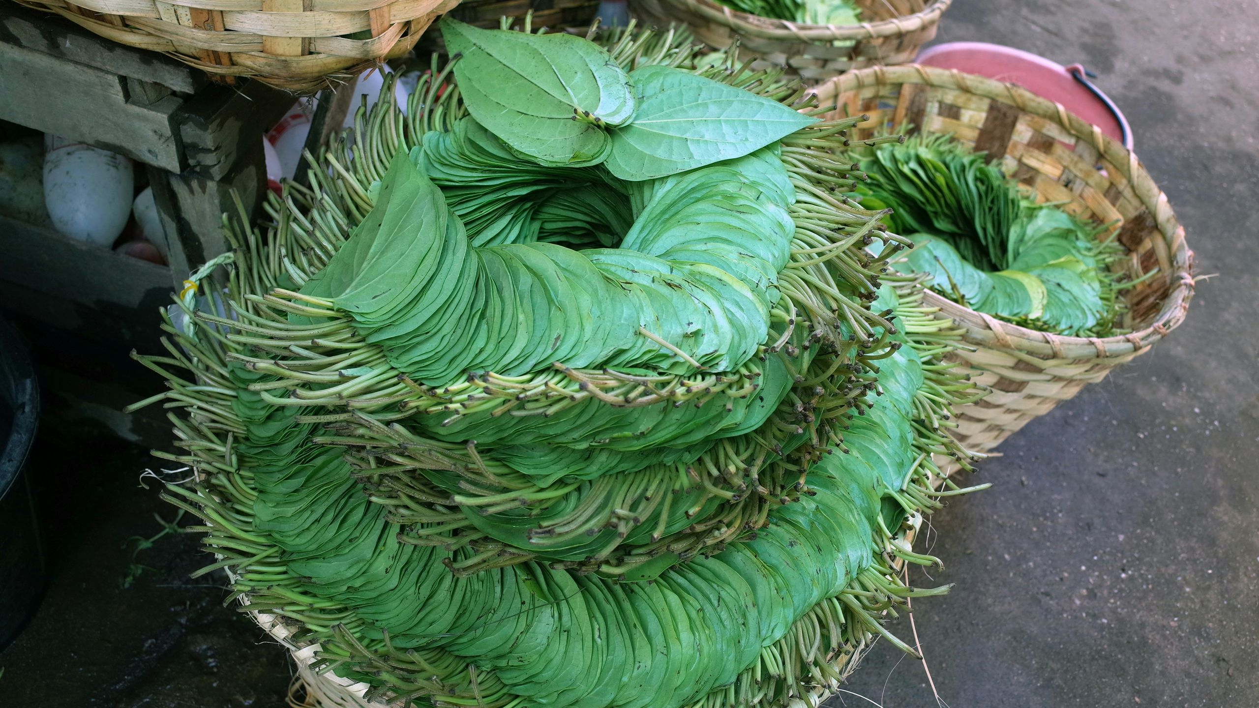 Manfaat Daun Sirih Untuk Kesehatan Gigi Dan Mulut