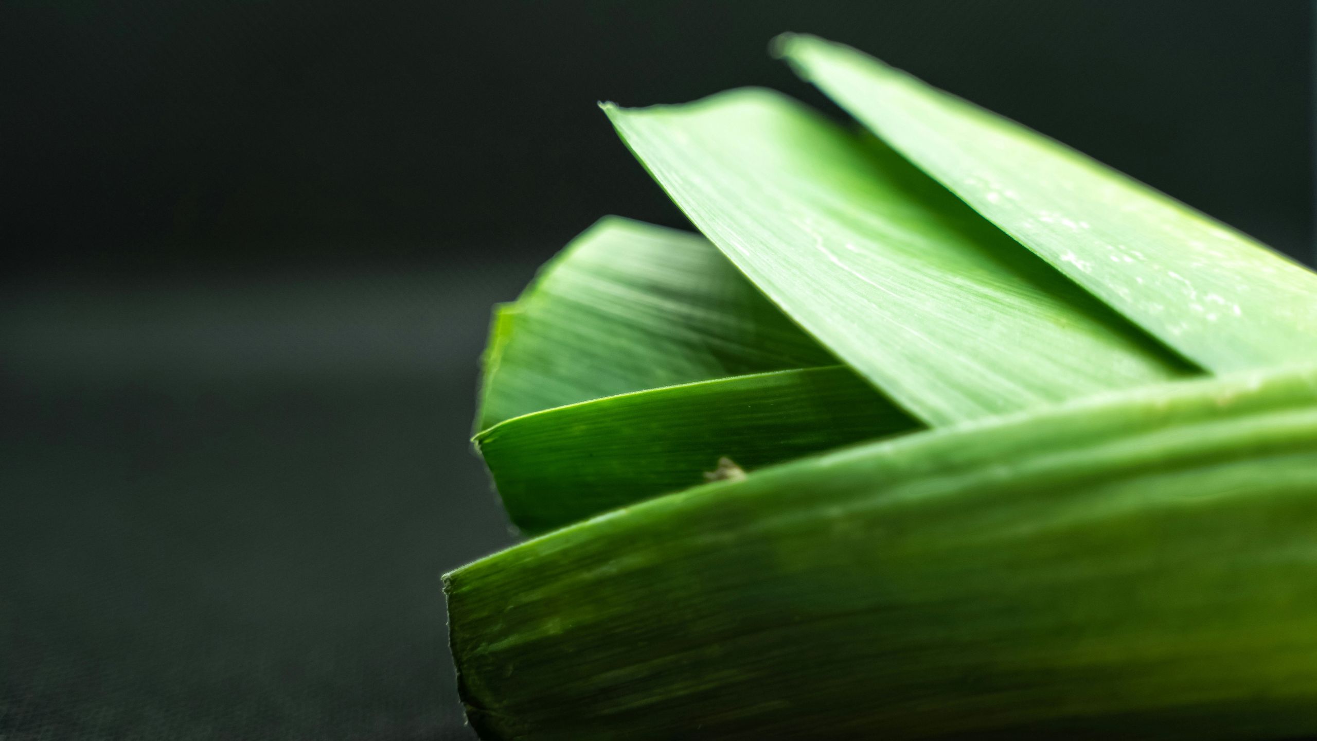 Manfaat Daun Bawang Untuk Kesehatan Dan Kecantikan