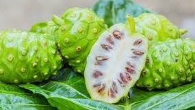 Fermentasi Mengkudu Untuk Hipertensi