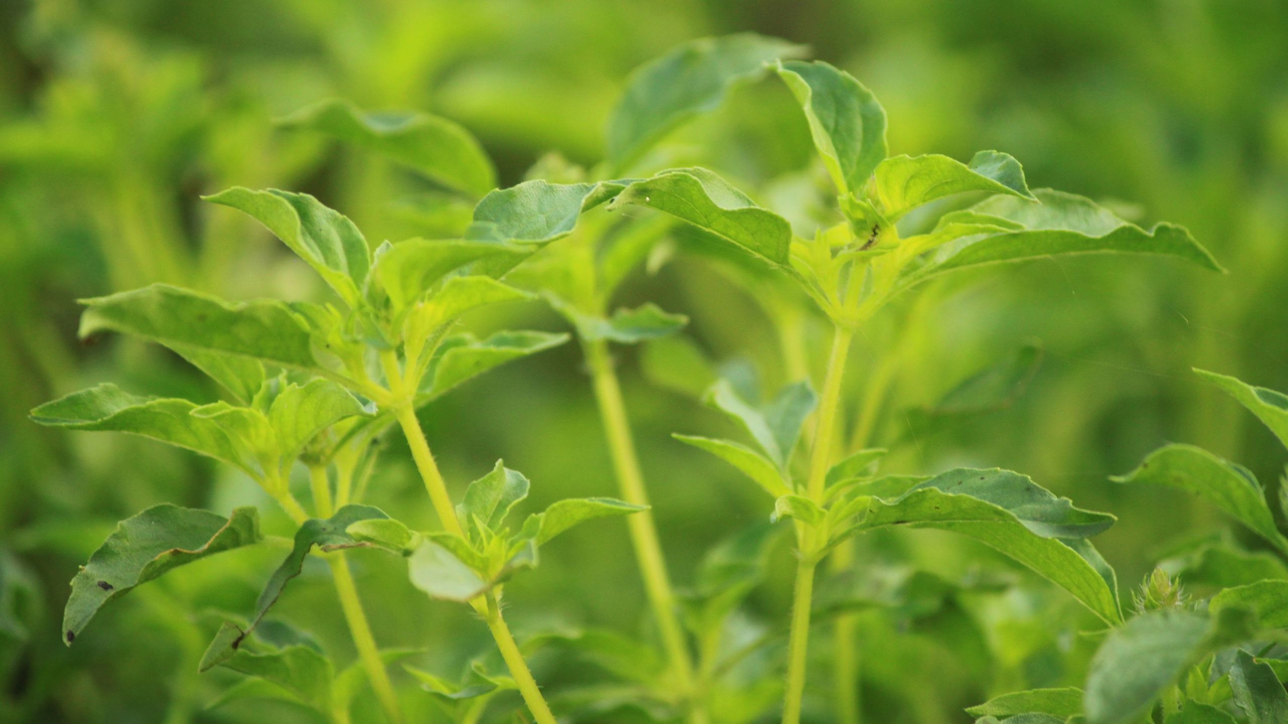 Manfaat Daun Kemangi Untuk Kesehatan