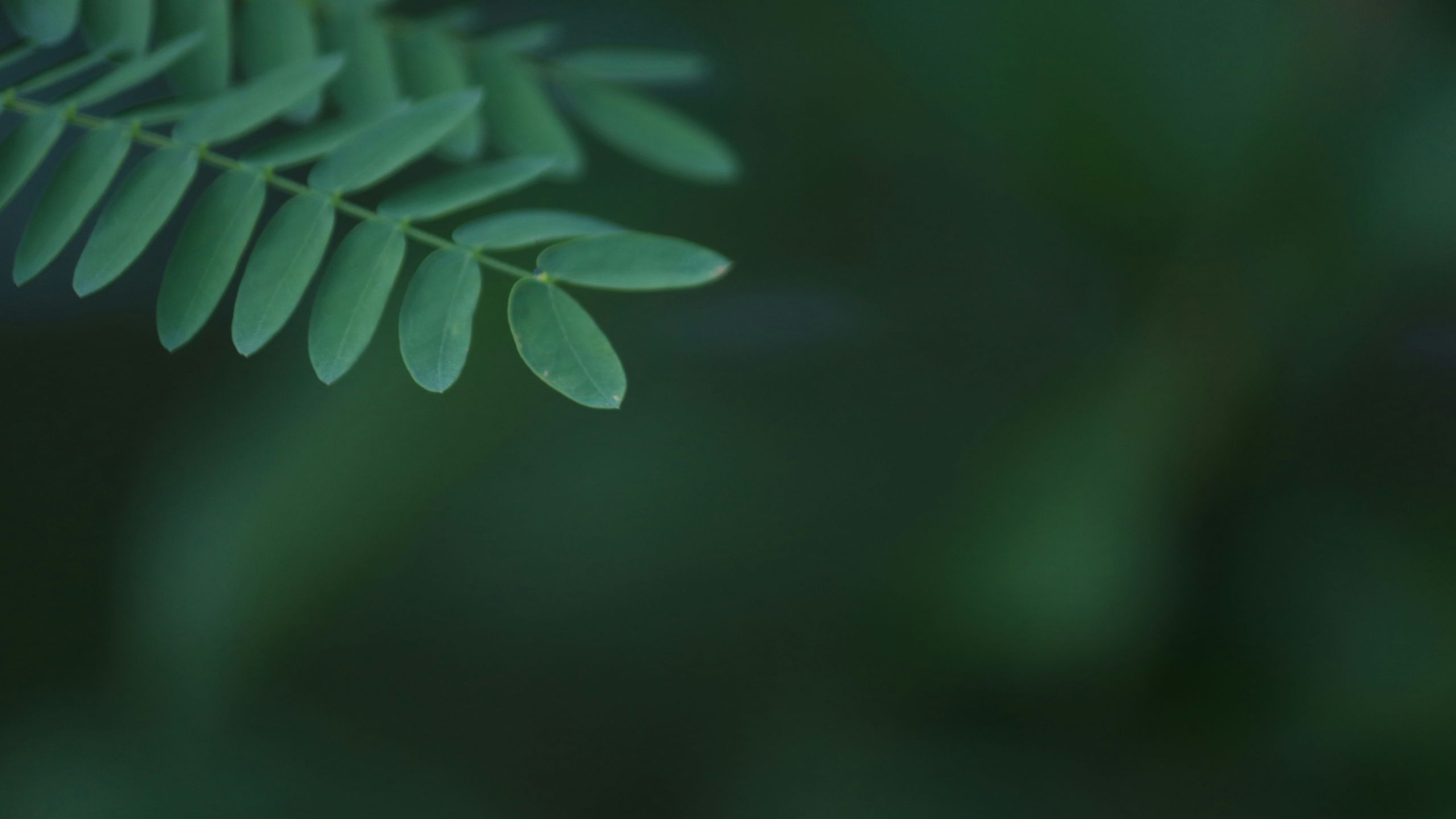 Daun Keladi Tikus Untuk Mengobati Kanker