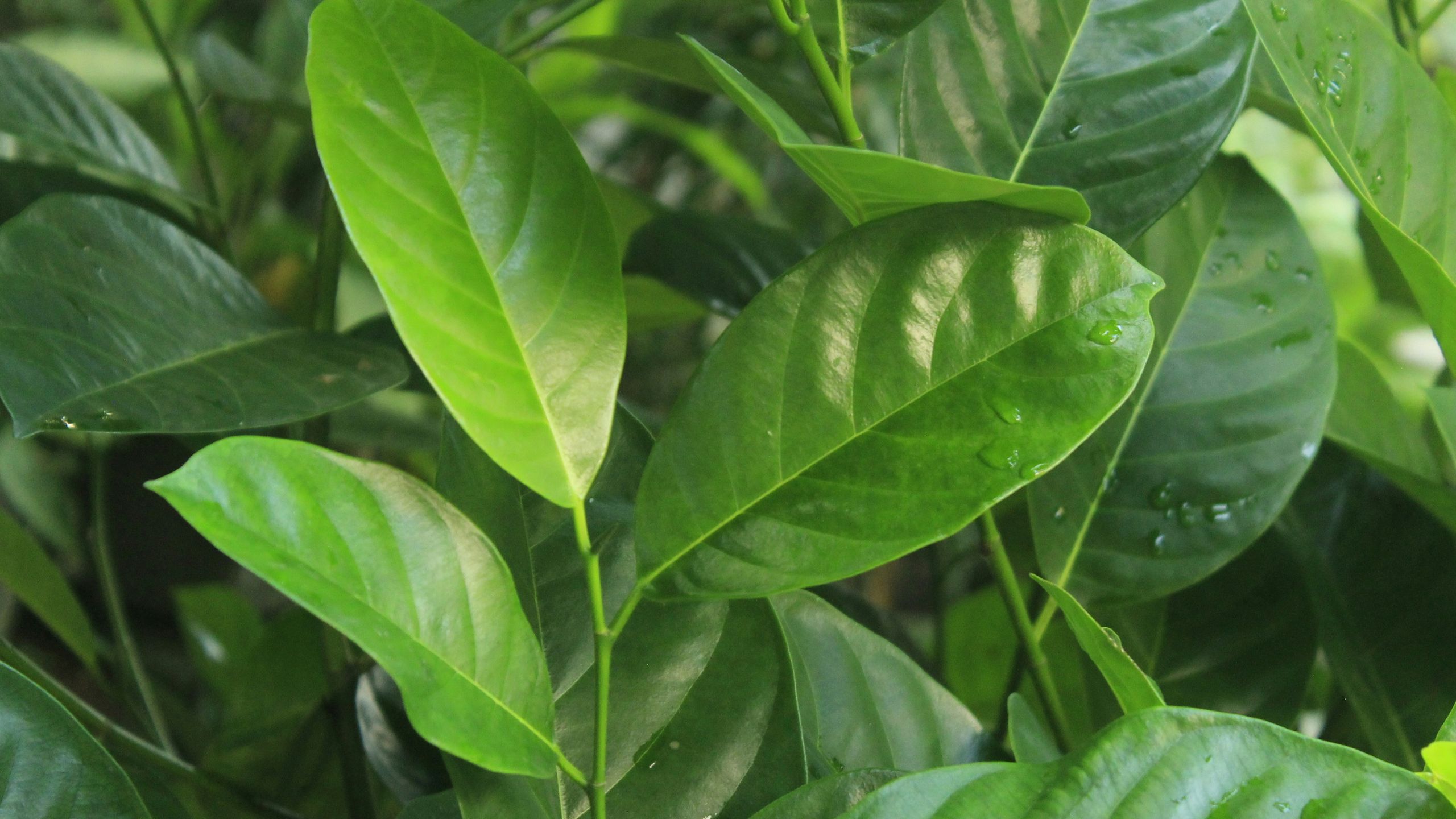 Manfaat Daun Salam Untuk Kesehatan Dan Meningkatkan Metabolisme