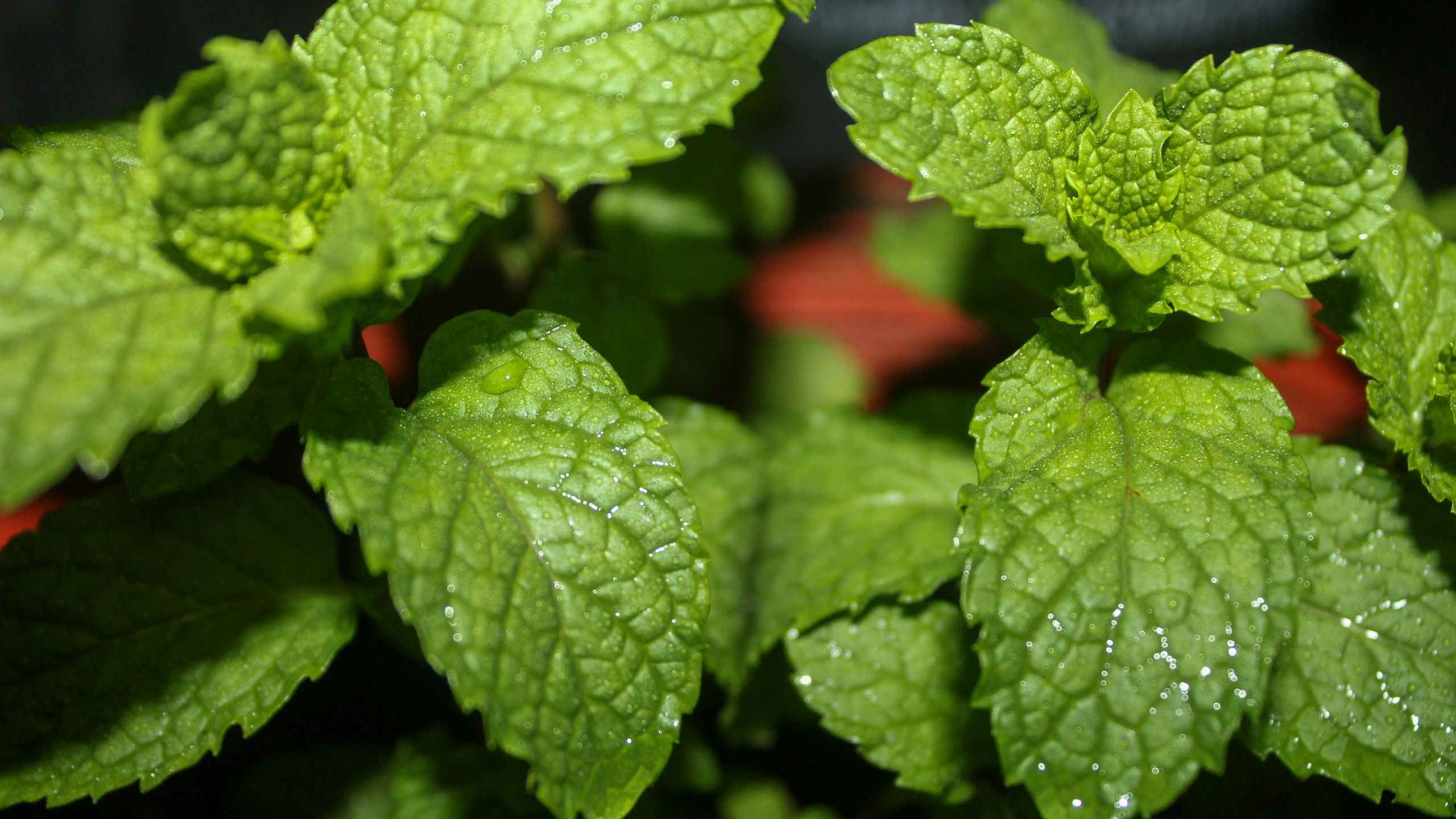 Tanaman Herbal Untuk Mengatasi Gangguan Pencernaan